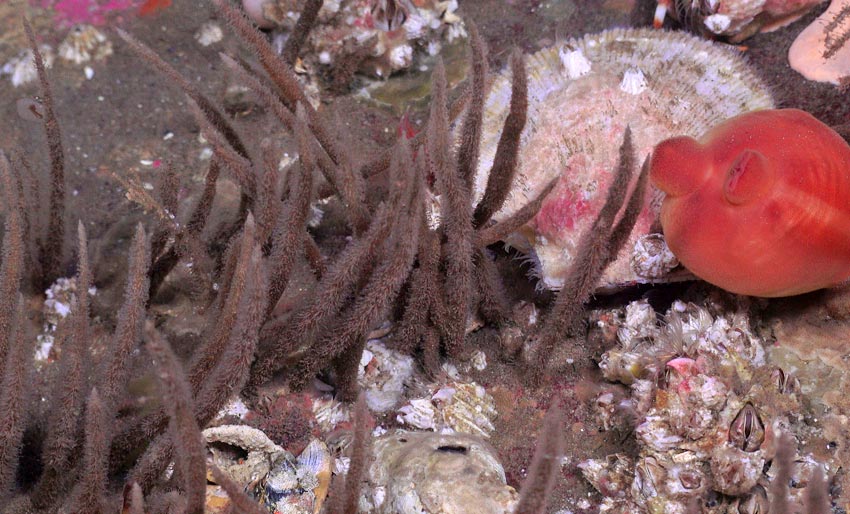 Lafoeina maxima