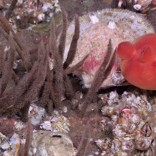 Lafoeina maxima