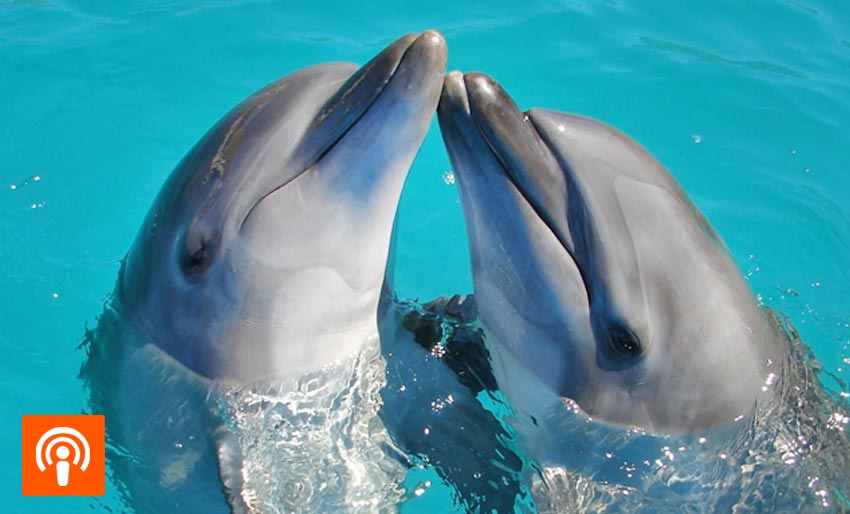 Kan vi forstå delfinspråk?