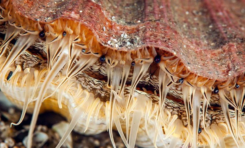 Ikke spis kamskjell her