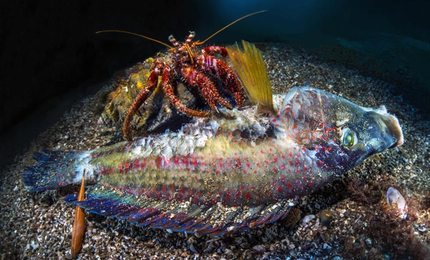 Husk deadline i CUPOTY 7