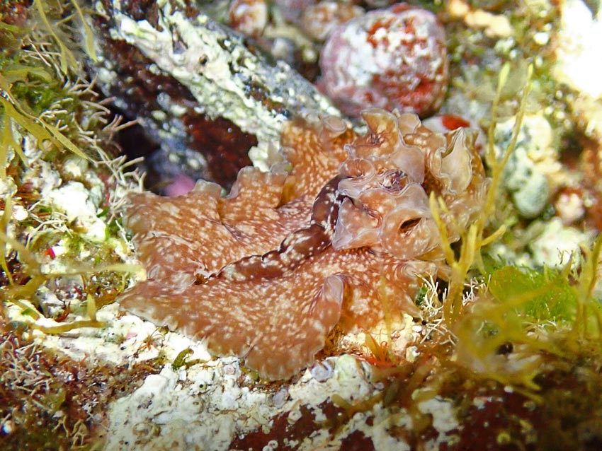 Pseudoceros maximus