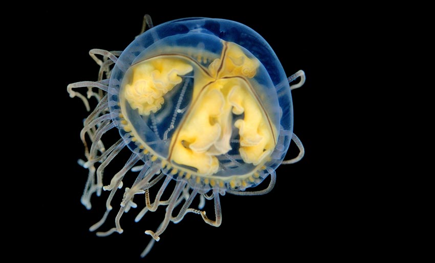 Bli kjent med klamremaneten