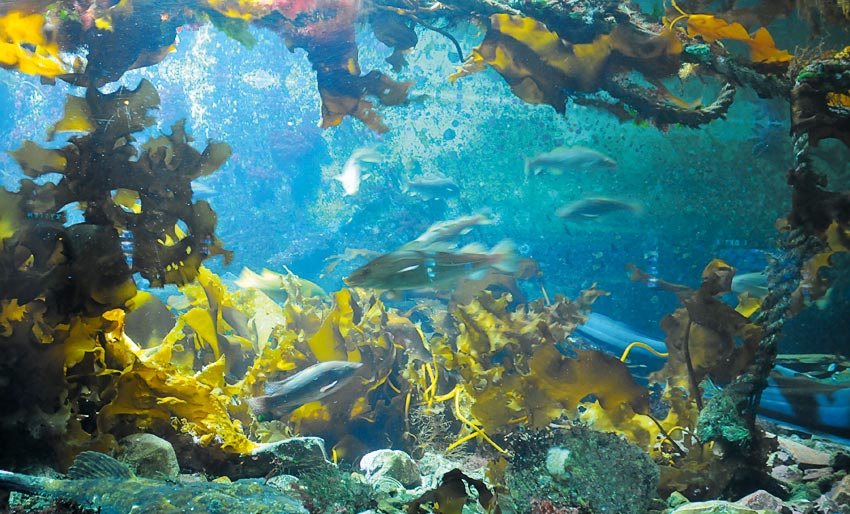 Akvariet i Bergen fyller 65 år