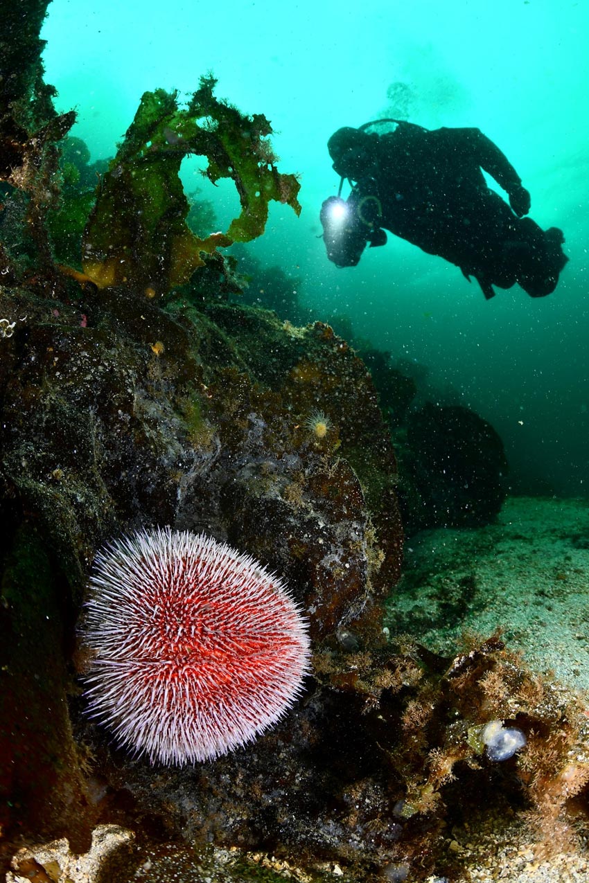 Morten Sætrang Haakonsen