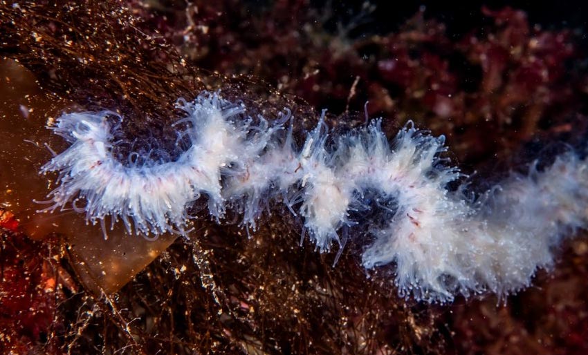 Ønsker seg video av perlesnormanet