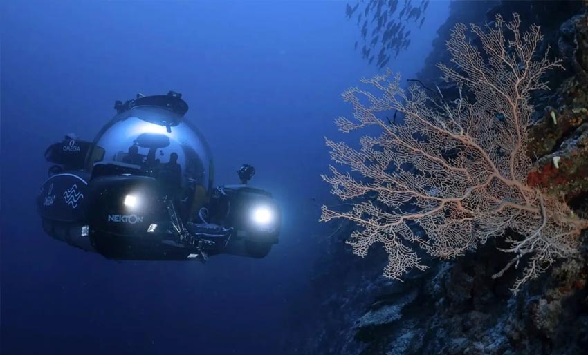 Havets fjell er oaser av liv