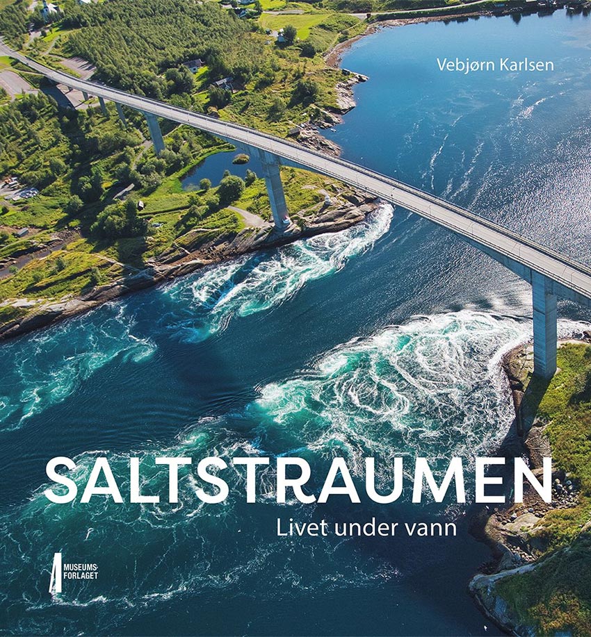 Saltstraumen – Livet under vann