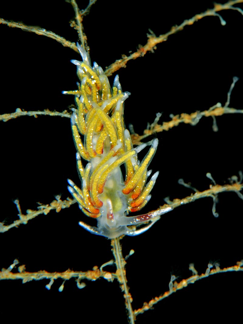 Rubramoena rubescens