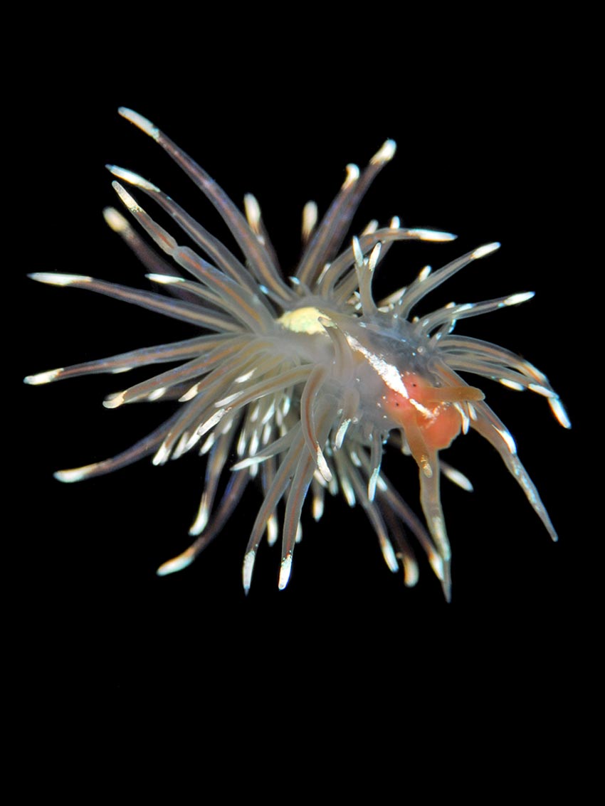 Facelina bostoniensis