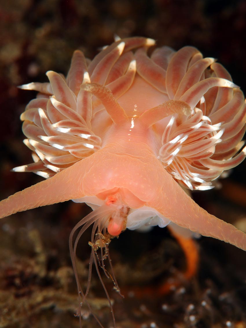 Facelina bostoniensis