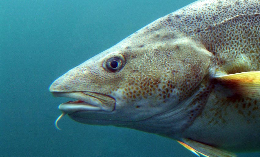 Vi feirer persetorskens dag