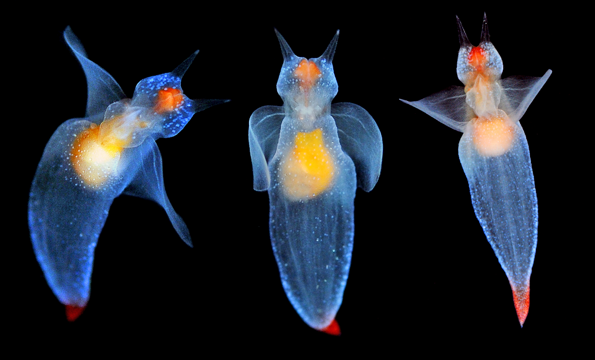Clione limacina