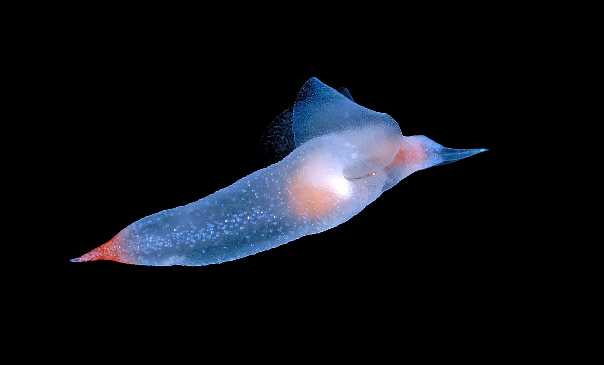 Clione limacina