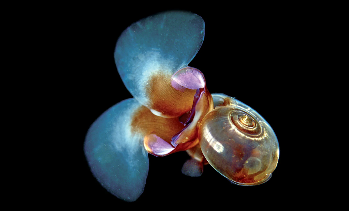 Limacina helicina