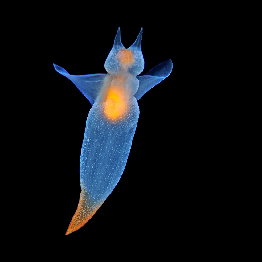 Clione limacina