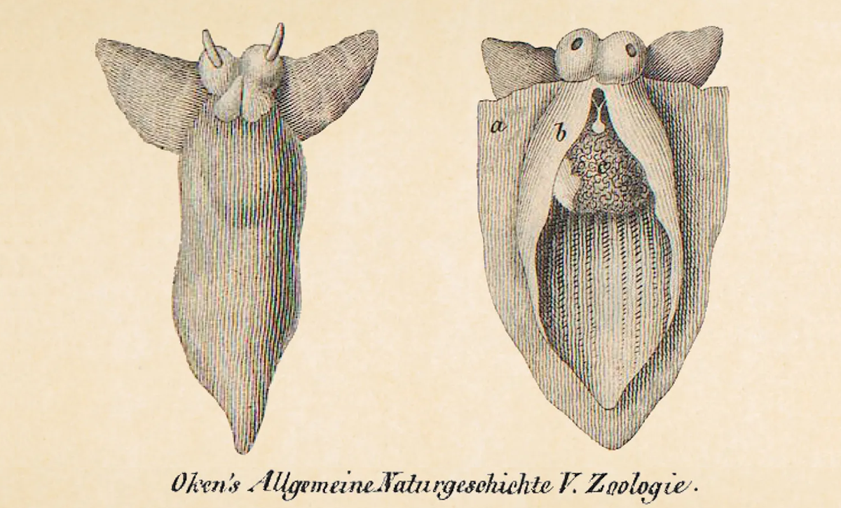 Clione limacina