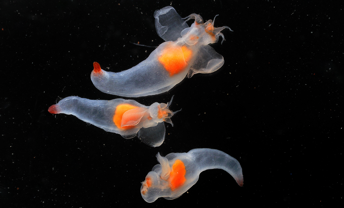 Clione limacina