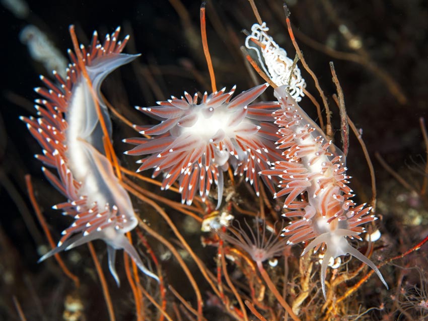 Derfor har de skiftet navn igjen
