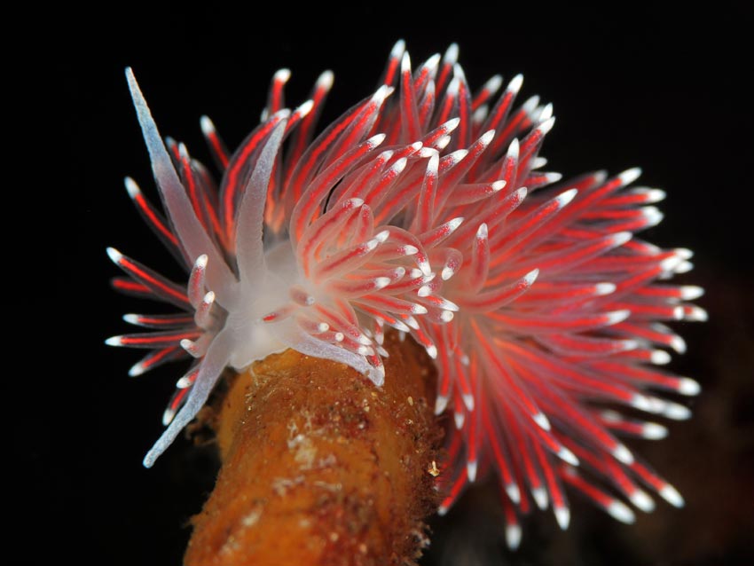 Carronella pellucida