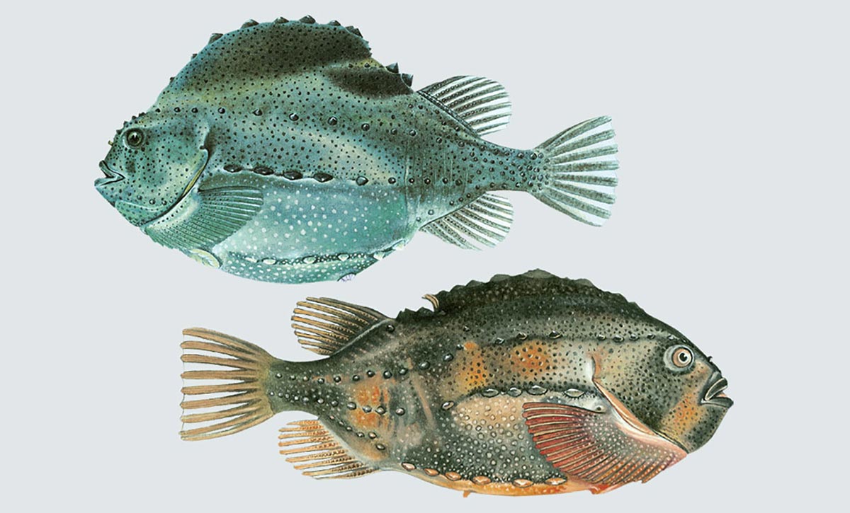 Rognkjeks og rognkall