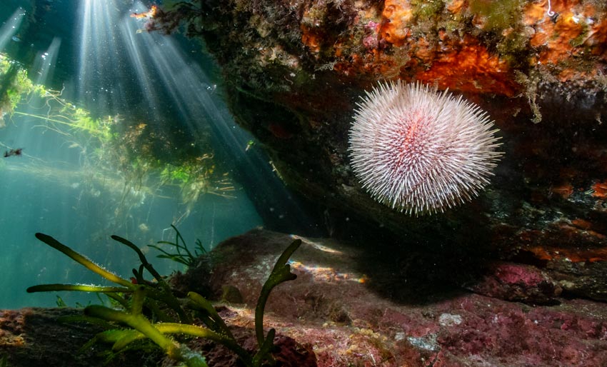 Webinar om NM i UV-foto i kveld