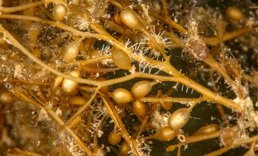 Kan dette hjelpe mot fyllesyke?