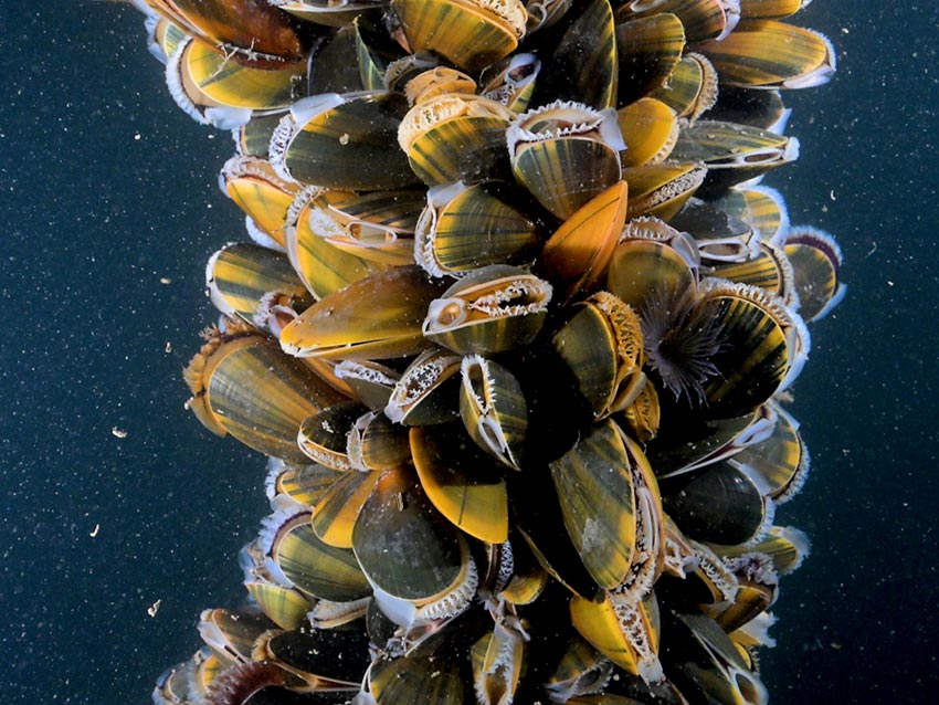 Har blåskjellene øyne?