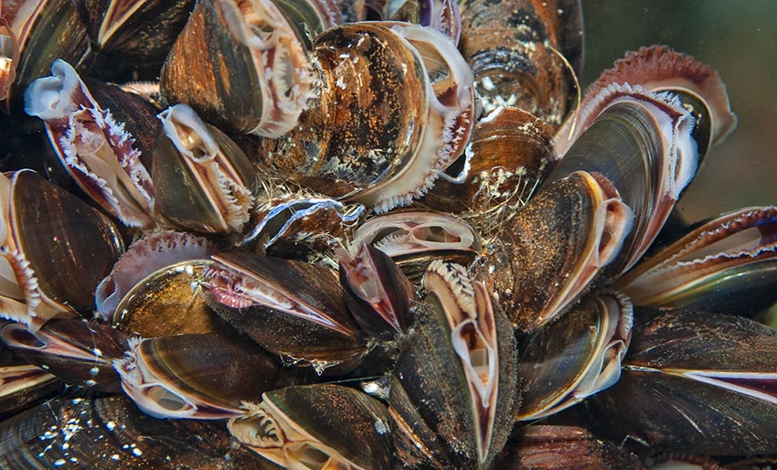 Årets første blåskjellvarsel