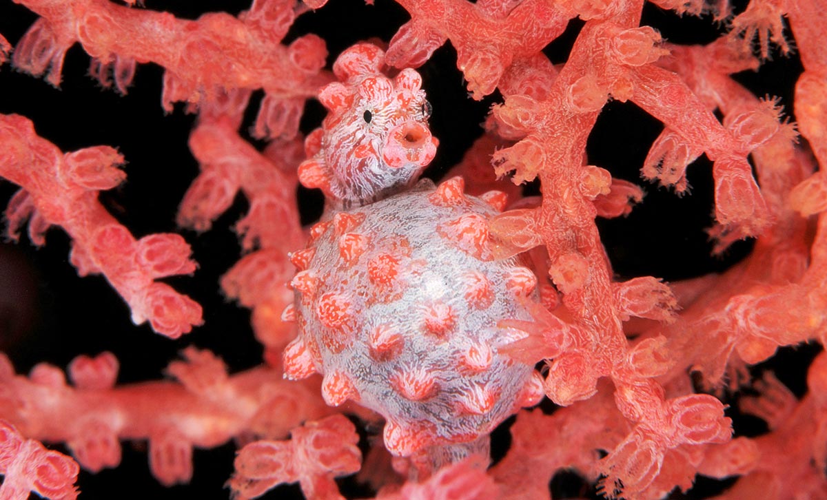 Hippocampus bargibanti