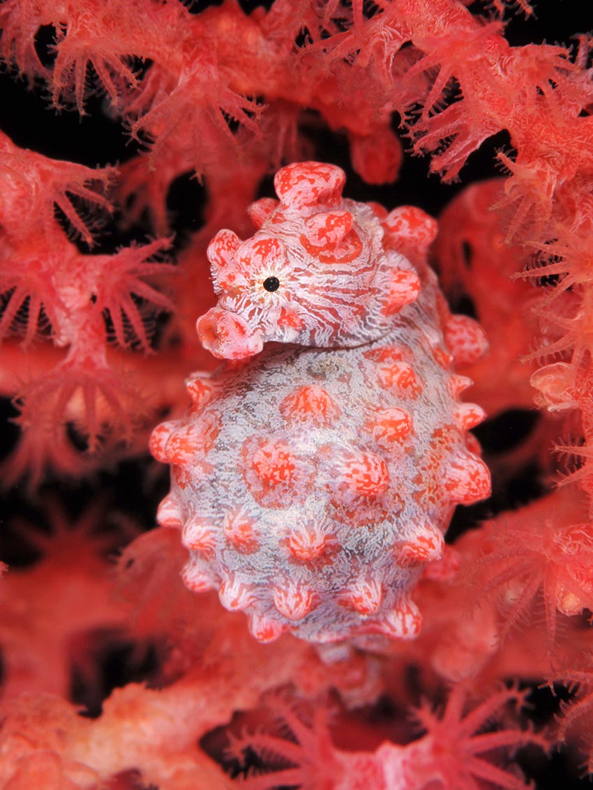 Hippocampus bargibanti