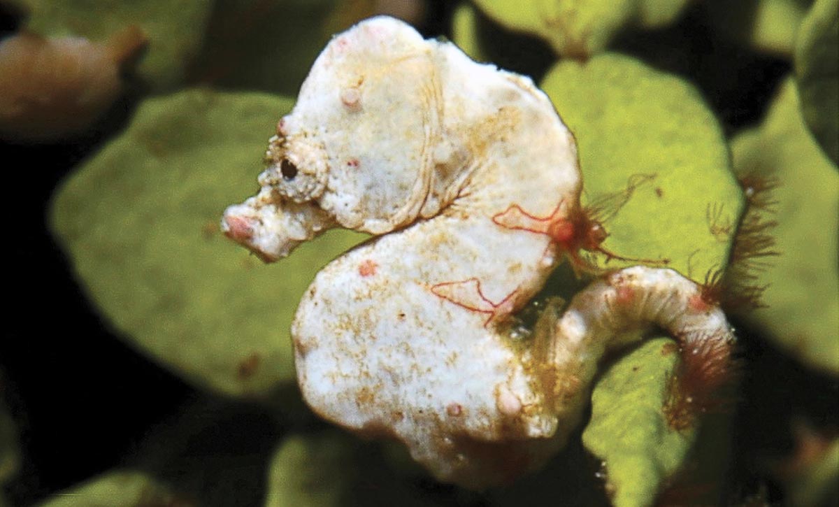 Hippocampus colemani