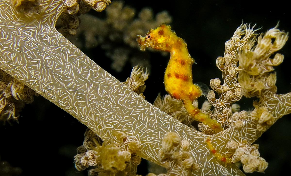 Hippocampus waleananus