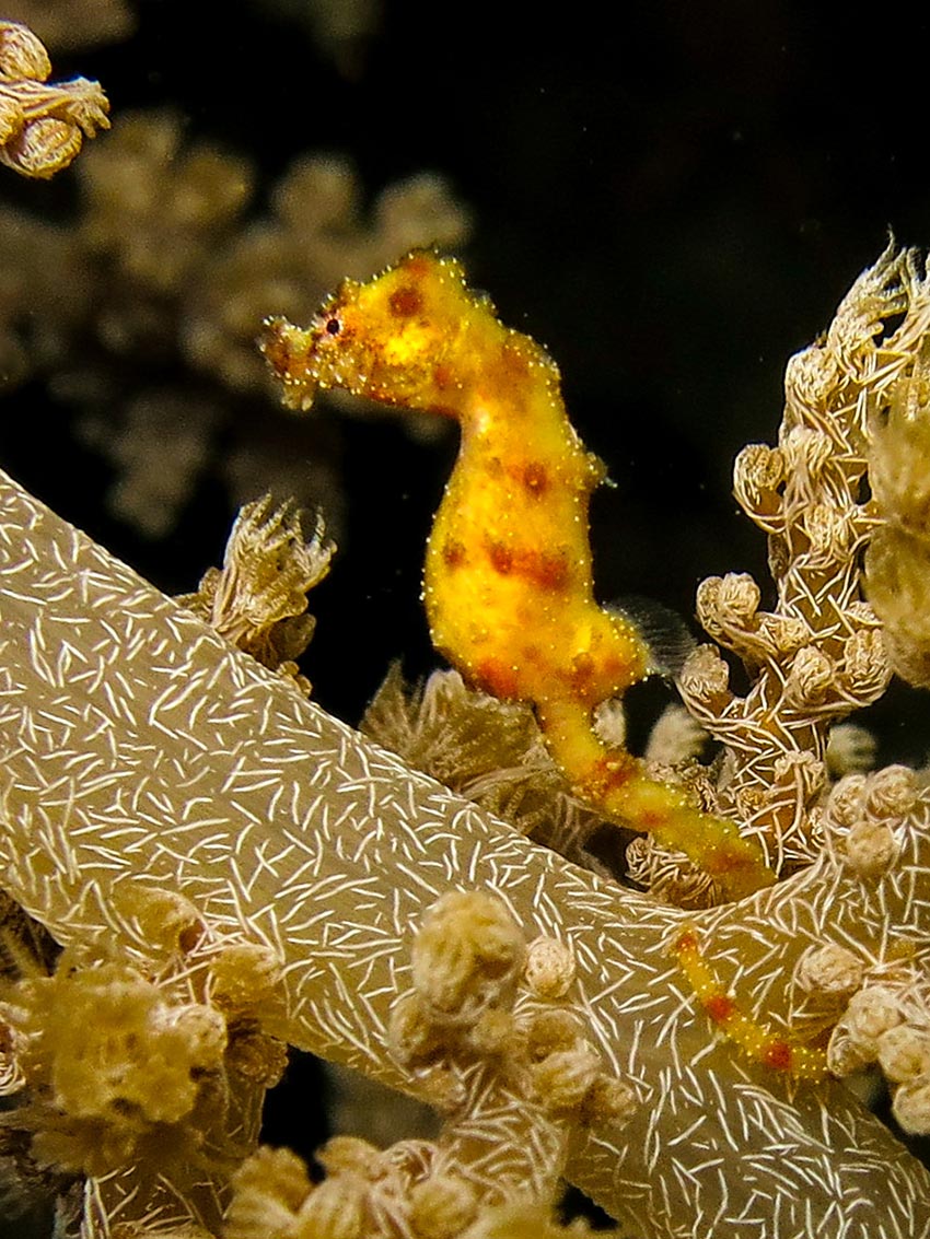 Hippocampus waleananus