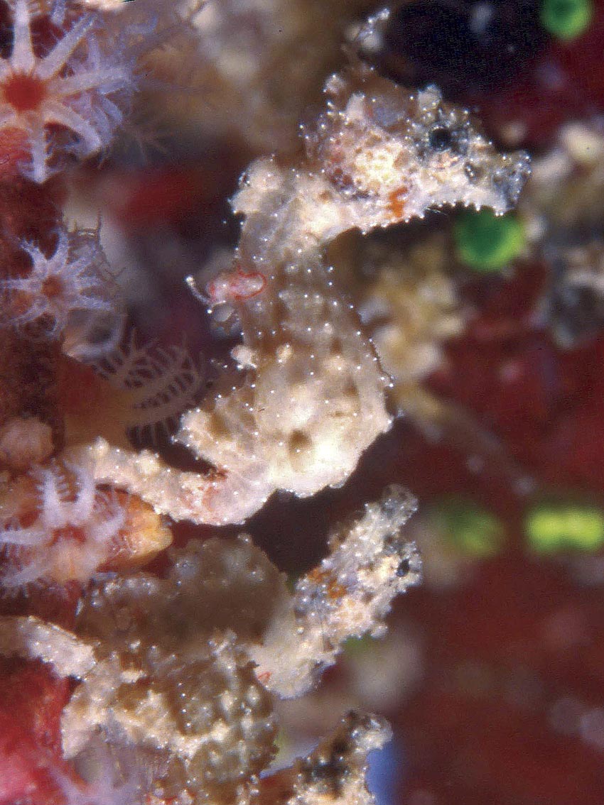 Hippocampus satomiae