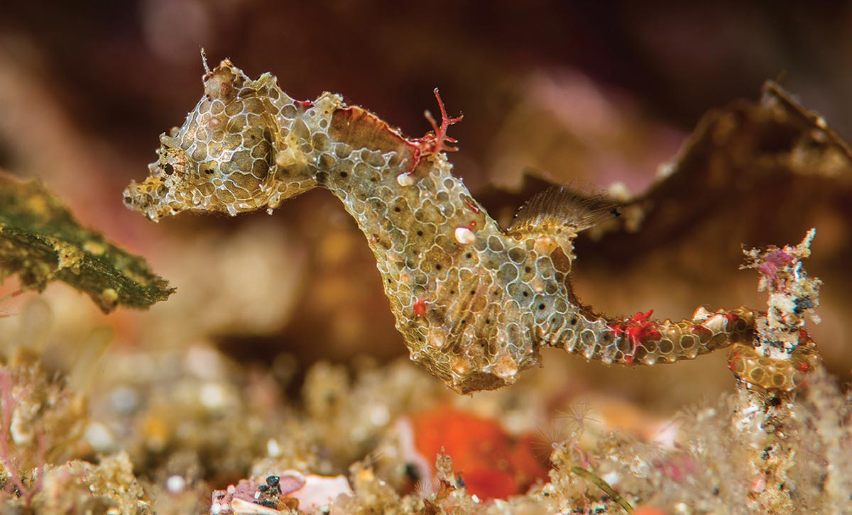 Hippocampus japapigu