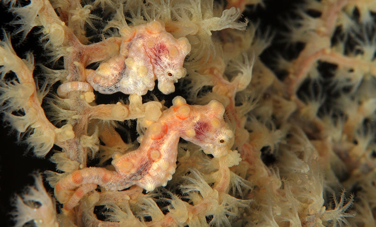 Hippocampus bargibanti