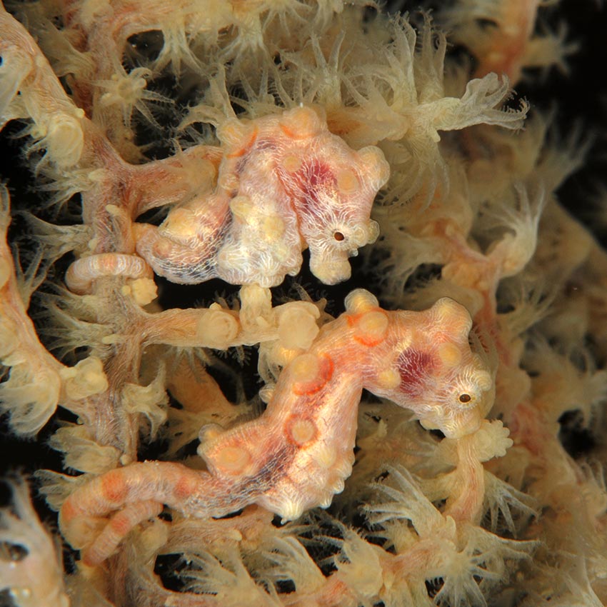 Hippocampus bargibanti