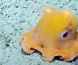 Søt og sjenert blekksprut