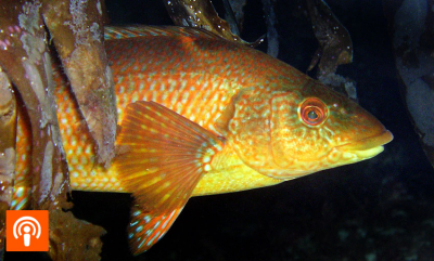 Sultestreikende fisk uten mage