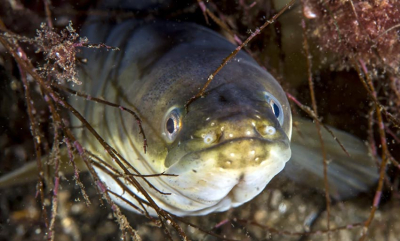 Kan avsløre ålens hemmelige liv