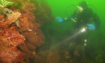 D/S Bussard ved Flekkerøya