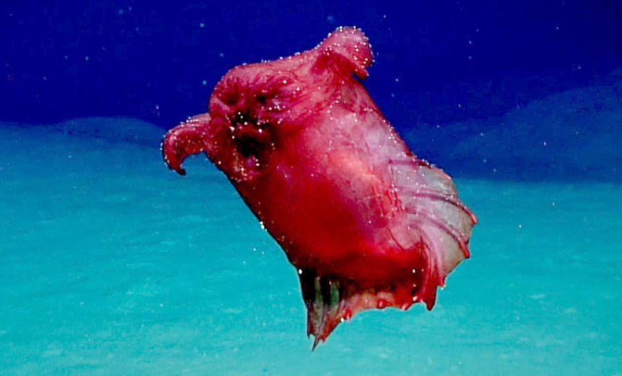 Møt den hodeløse kyllingfisken