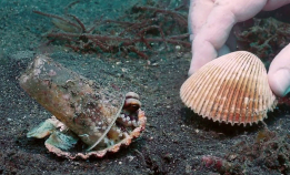 Se den nydelige videoen: Finner nytt hus til blekksprut