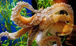 Kan blekkspruter drømme?