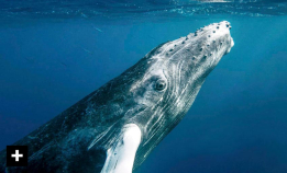 10 ting du ikke visste om hval