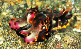 Utrolig fargeprakt: Flamboyant cuttlefish