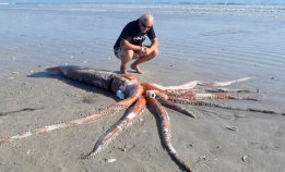 Fant kjempeblekksprut på stranden