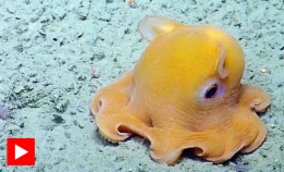 Søt og sjenert blekksprut