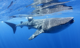 Hvalhaien, havets vennlige kjempe